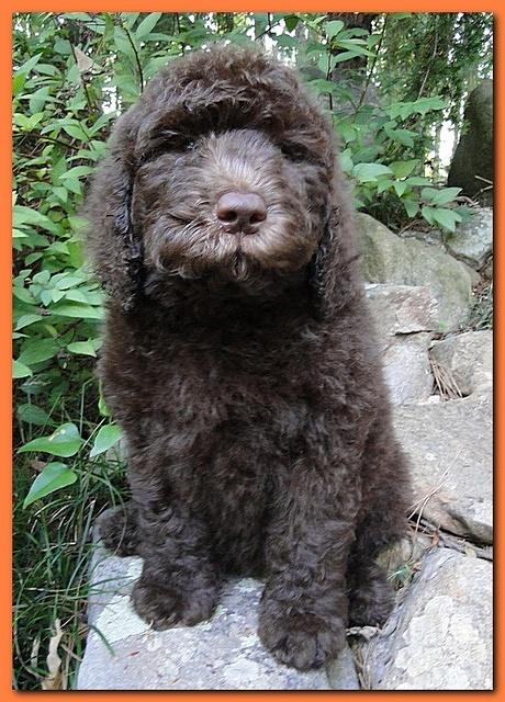 Tara Rascal puppies 8 weeks old Orange 004