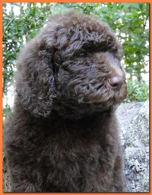 Tara Rascal puppies 8 weeks old Orange 008