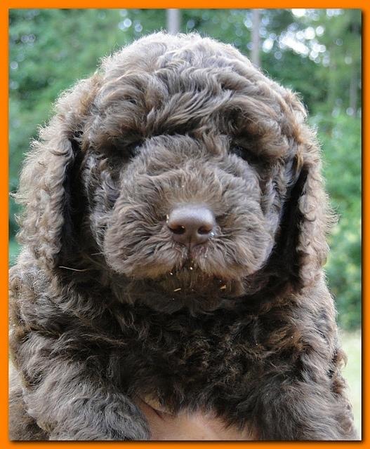 Tara Rascal puppies faces 5.8 weeks old 006