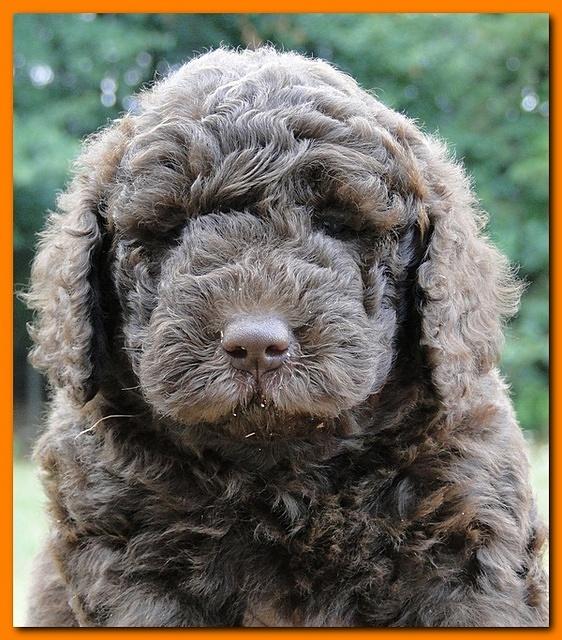 Tara Rascal puppies faces 5.8 weeks old 008