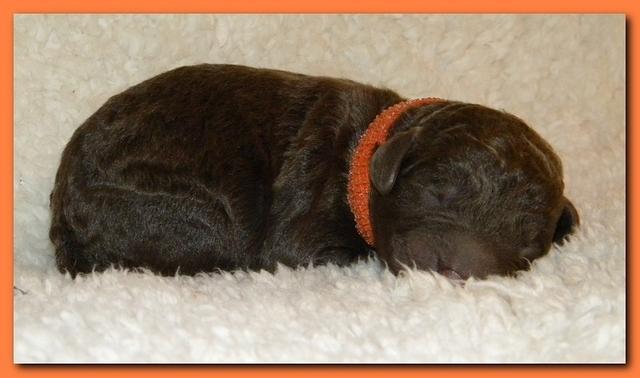 Tara Rascal pups one day old 056
