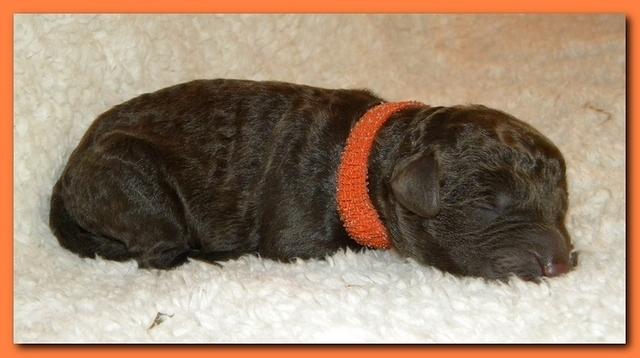 Tara Rascal pups one day old 057