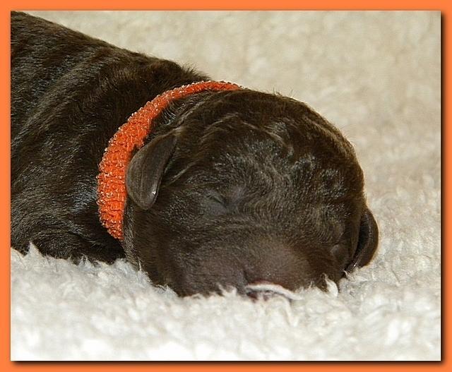 Tara Rascal pups one day old 058