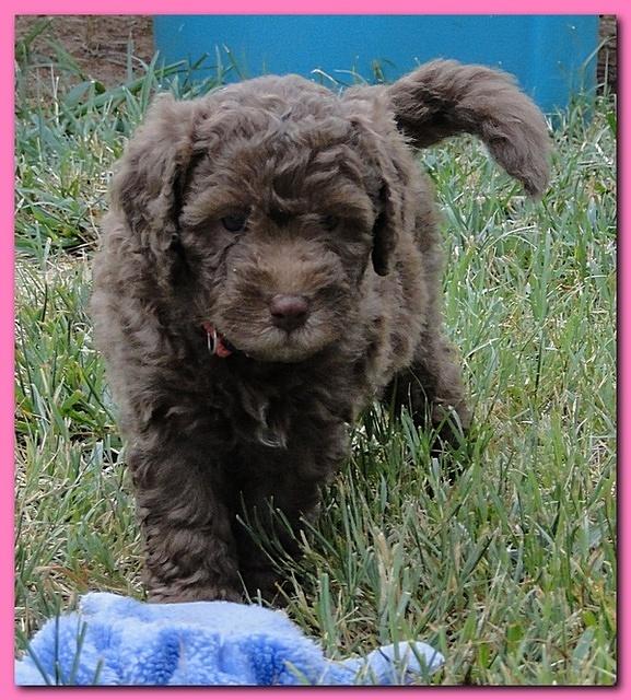 Tara Rascal 5.5 weeks old playing outside 007