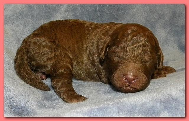 Tara Rascal puppies 1 week old 004
