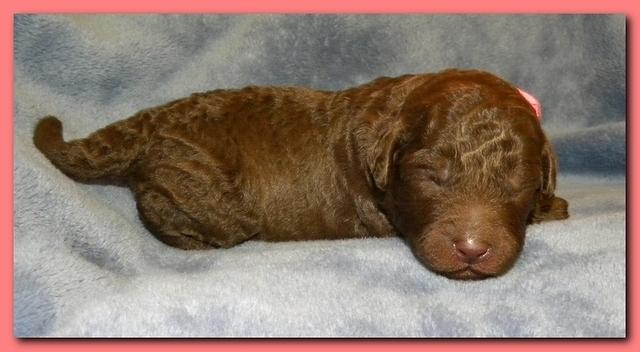Tara Rascal puppies 1 week old 005