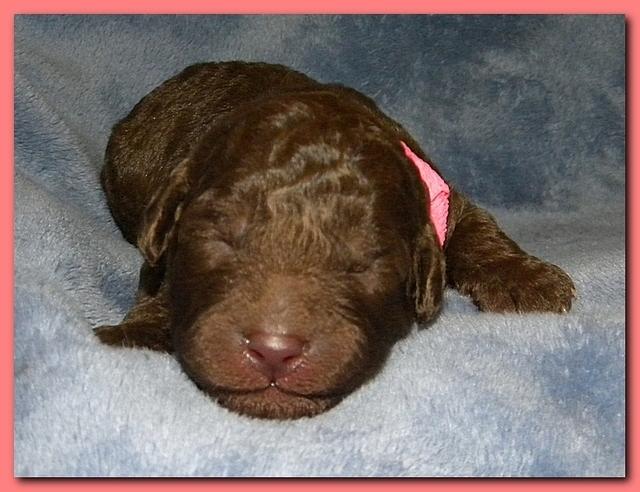 Tara Rascal puppies 1 week old 006