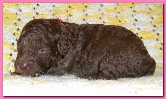 Tara Rascal puppies 2 weeks old 002