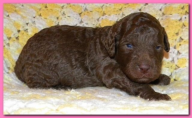 Tara Rascal puppies 2 weeks old 007