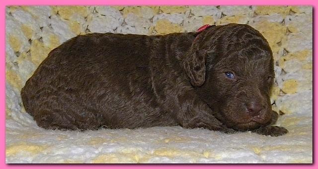 Tara Rascal puppies 2 weeks old 009