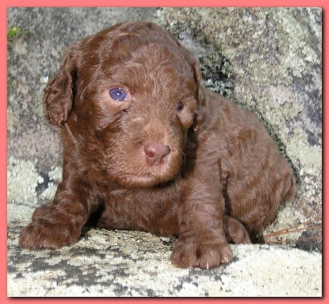 Tara Rascal puppies 3 weeks old 001