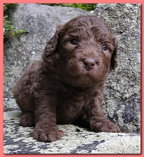 Tara Rascal puppies 3 weeks old 004