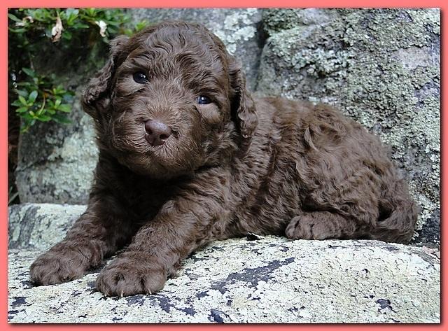 Tara Rascal puppies 3 weeks old 006