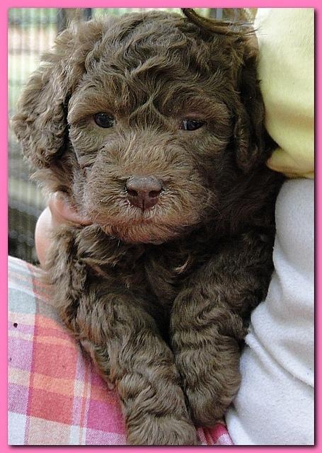 Tara Rascal puppies 4 weeks playing 031
