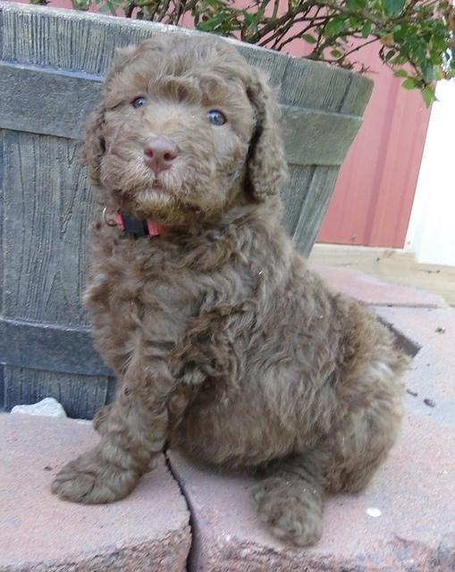 Tara Rascal puppies 5 weeks geraniums 008
