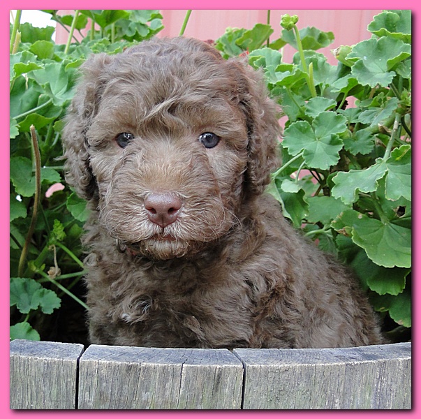 Tara Rascal puppies 5 weeks geraniums 013