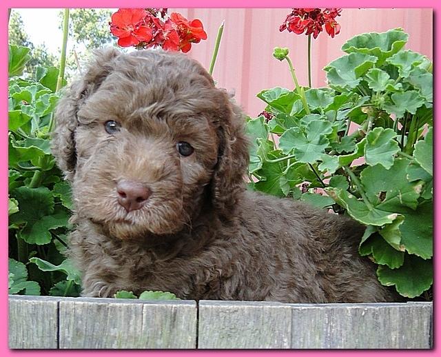 Tara Rascal puppies 5 weeks geraniums 014