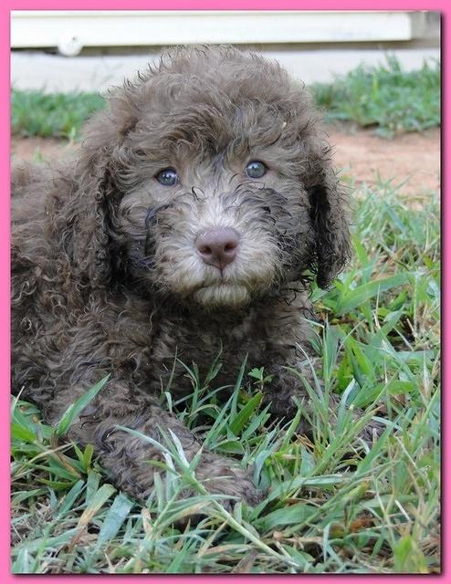 Tara Rascal puppies 7 weeks old playing 092