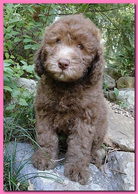 Tara Rascal puppies 8 weeks old pink 001