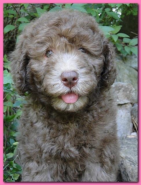 Tara Rascal puppies 8 weeks old pink 004