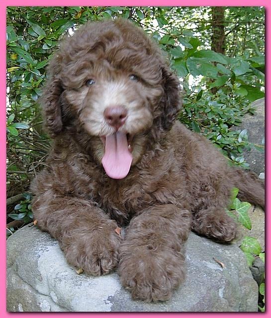 Tara Rascal puppies 8 weeks old pink 005