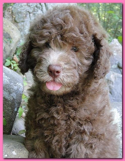 Tara Rascal puppies 8 weeks old pink 008