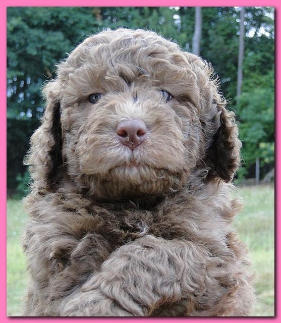 Tara Rascal puppies faces 5.8 weeks old 014