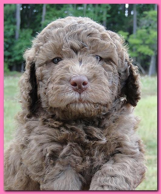 Tara Rascal puppies faces 5.8 weeks old 015