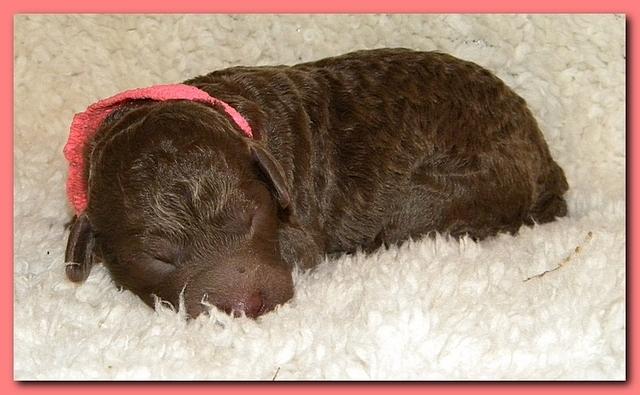 Tara Rascal pups one day old 003