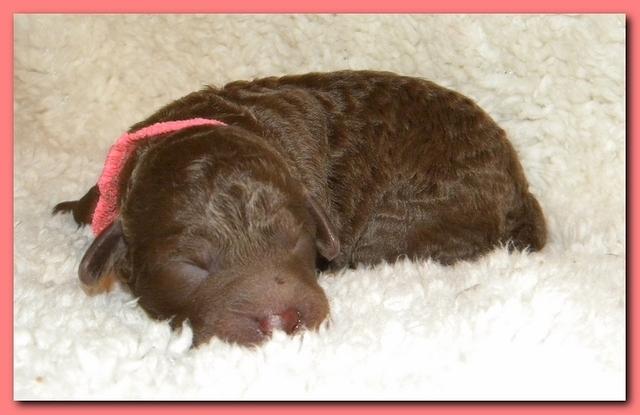 Tara Rascal pups one day old 004