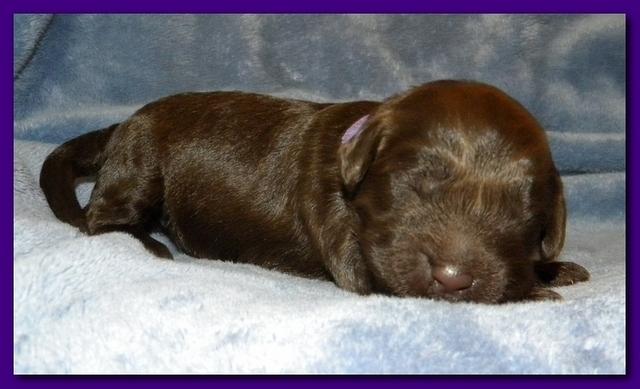 Tara Rascal puppies 1 week old 037