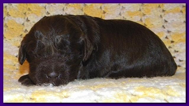 Tara Rascal puppies 2 weeks old 050