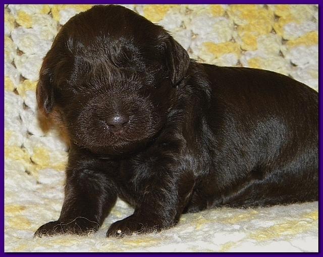 Tara Rascal puppies 2 weeks old 051