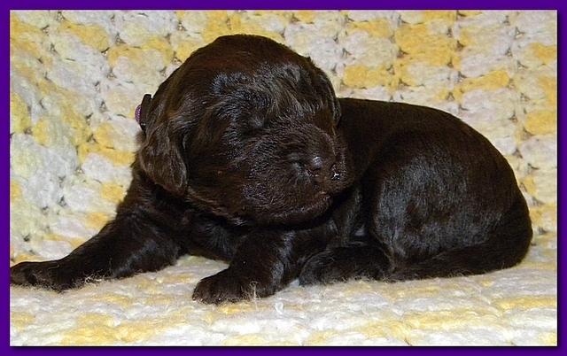 Tara Rascal puppies 2 weeks old 056