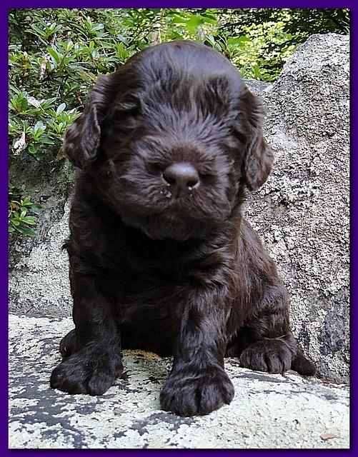 Tara Rascal puppies 3 weeks old 028
