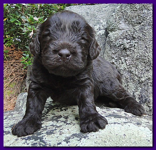 Tara Rascal puppies 3 weeks old 029