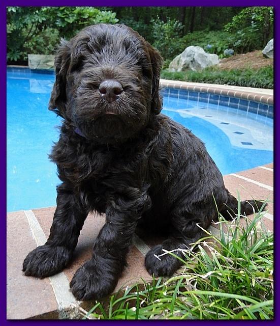 Tara Rascal puppies 4 weeks old pool wag 049