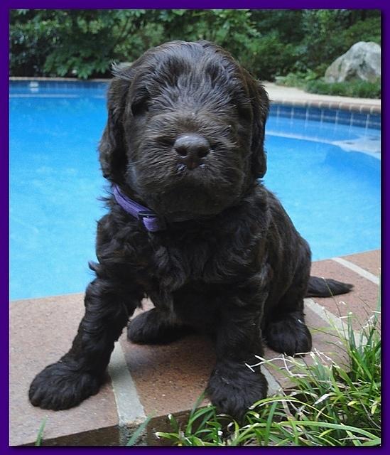 Tara Rascal puppies 4 weeks old pool wag 053