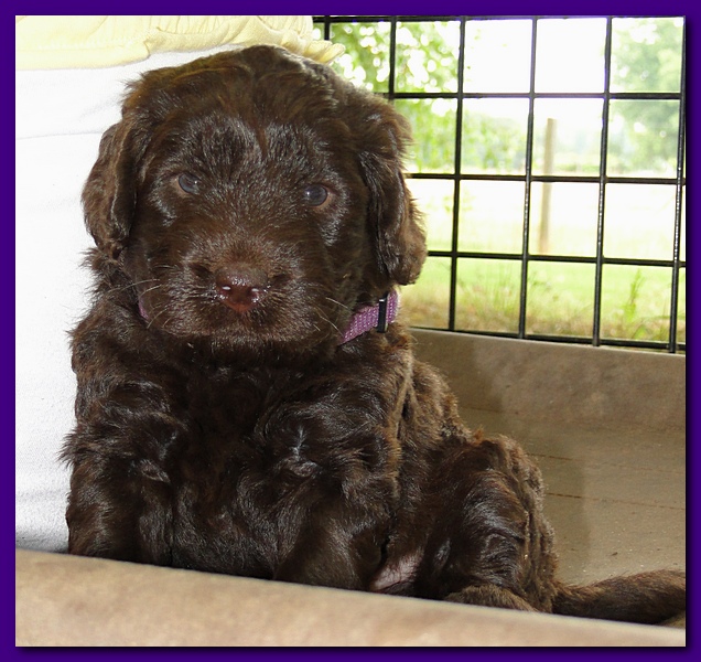 Tara Rascal puppies 4 weeks playing 013
