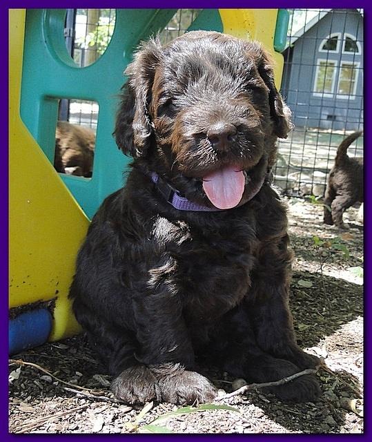 Tara Rascal puppies 4 weeks playing 2 007
