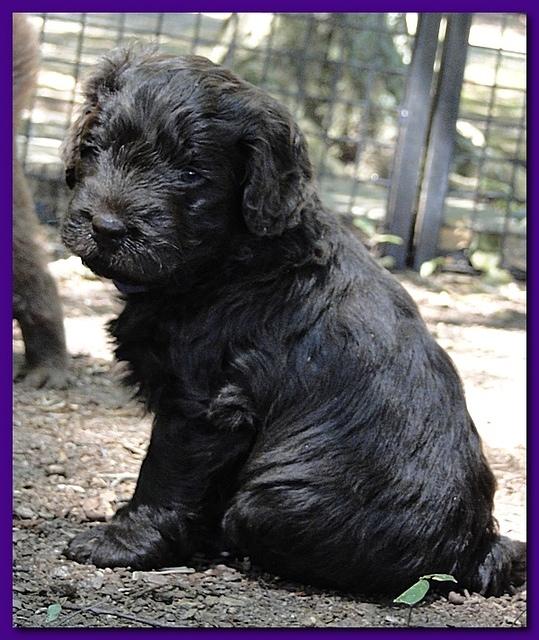Tara Rascal puppies 4 weeks playing 2 019