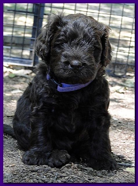 Tara Rascal puppies 4 weeks playing 2 020