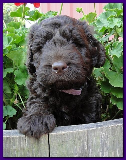 Tara Rascal puppies 5 weeks geraniums 020