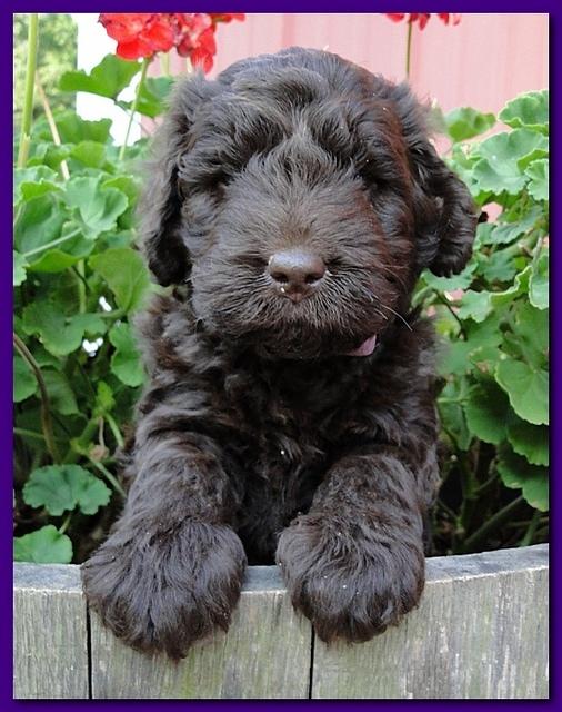 Tara Rascal puppies 5 weeks geraniums 021