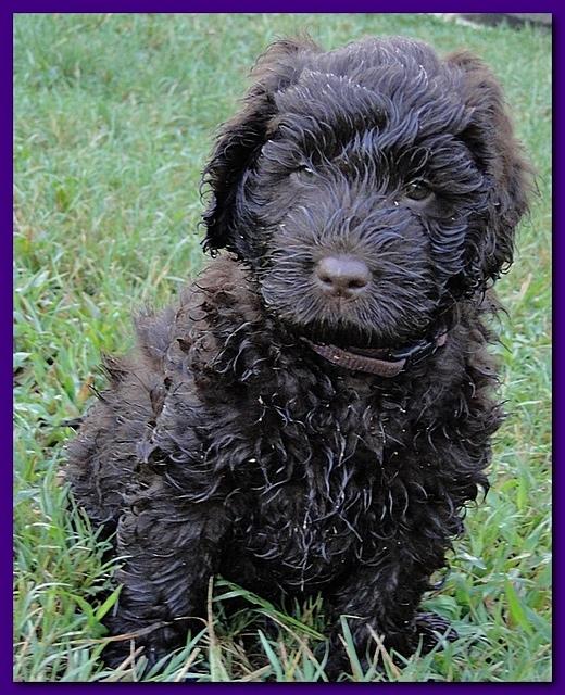 Tara Rascal puppies 6.5 weeks old early am 012