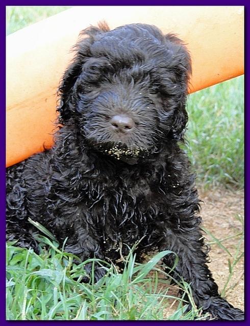 Tara Rascal puppies 6.5 weeks old early am 045