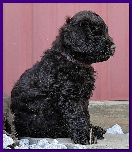 Tara Rascal puppies 6.5 weeks old early am 063