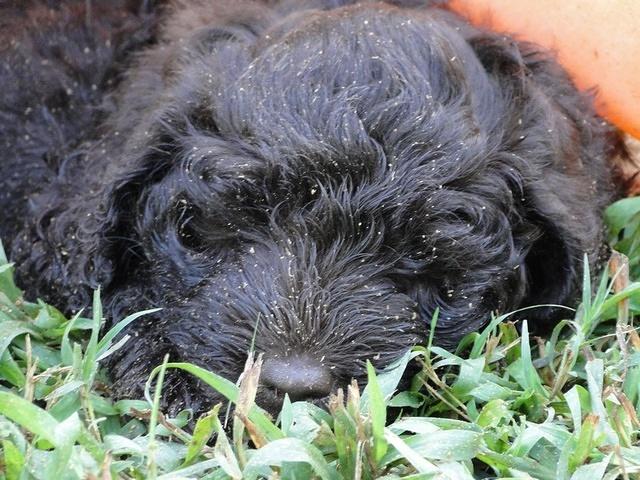 Tara Rascal puppies 6.5 weeks old early am 065