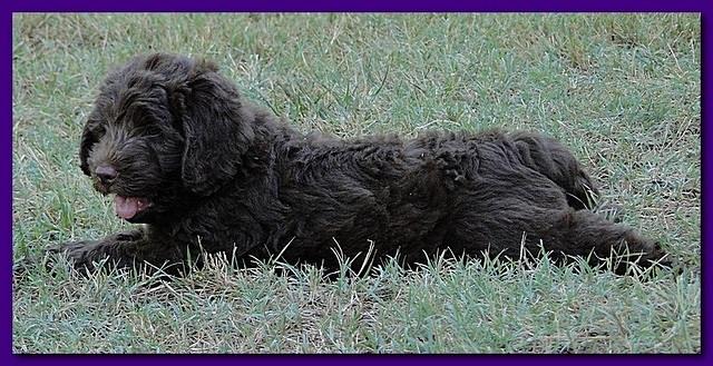 Tara Rascal puppies 7 weeks old playing 054