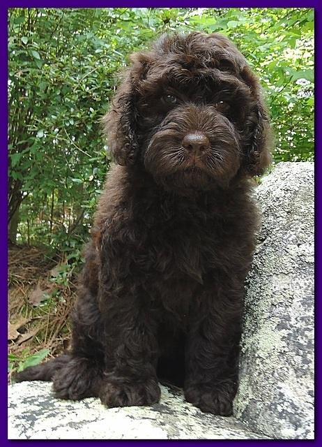Tara Rascal puppies 8 weeks home 003